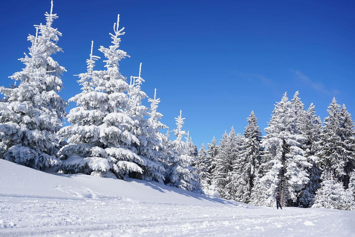 Appartamenti Vacanze - Bilocali - Le Plajedi Cavalese - Val di Fiemme - Trentino